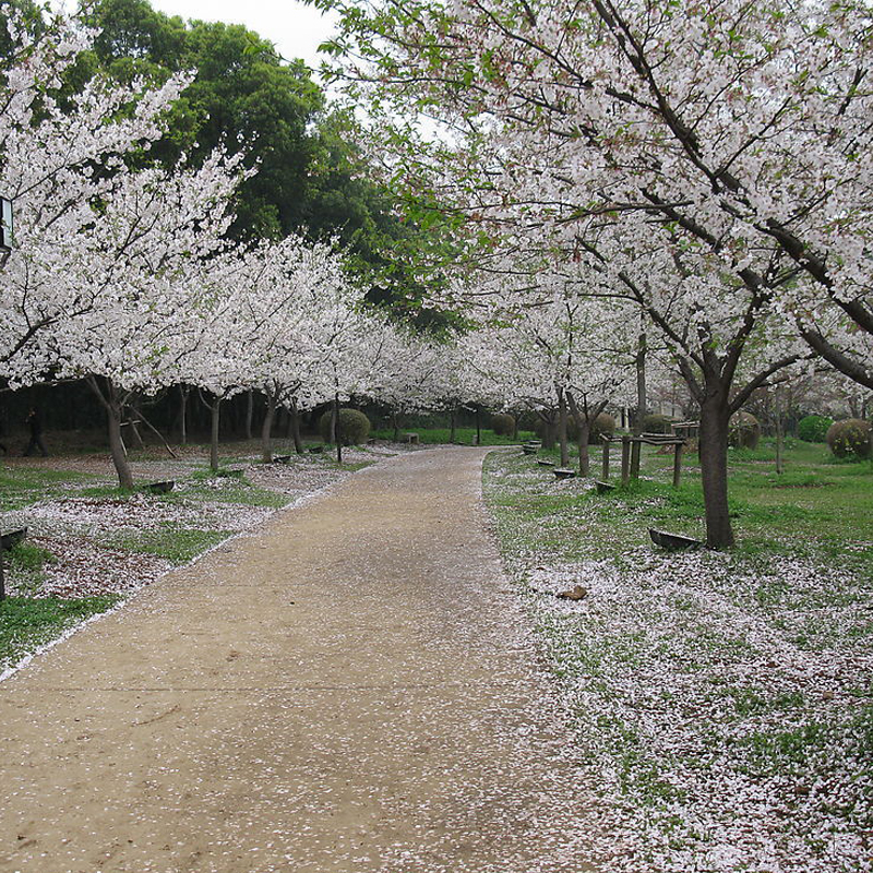 山東櫻花 櫻花苗木 櫻花供應(yīng)商  櫻花批發(fā)報(bào)價(jià) 山東櫻花批發(fā) 郯城櫻花供應(yīng)  櫻花廠家直銷