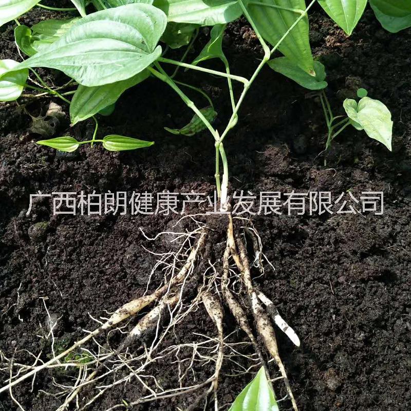 苗種植圖片/苗種植樣板圖 (1)