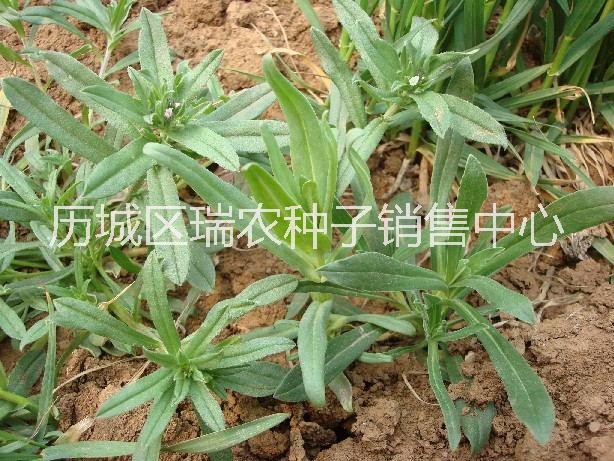 野菜种子 面条菜种子