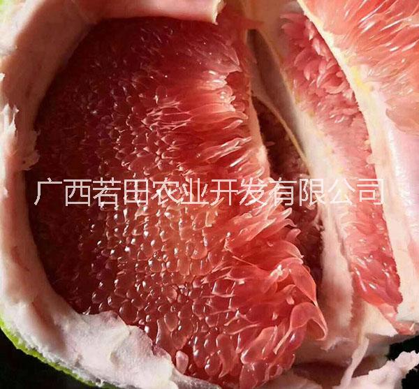 若田鉆石青柚 泰國紅寶石柚圖片/若田鉆石青柚 泰國紅寶石柚樣板圖 (3)