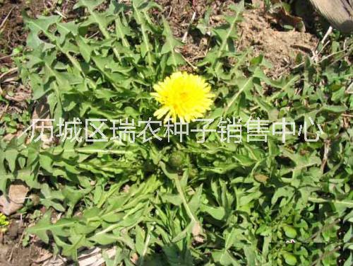 蒲公英種子圖片/蒲公英種子樣板圖 (1)