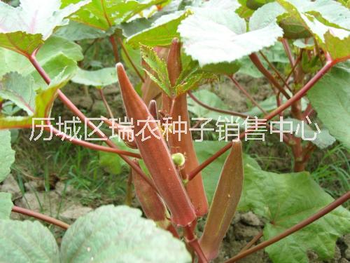 紅秋葵種子圖片/紅秋葵種子樣板圖 (2)