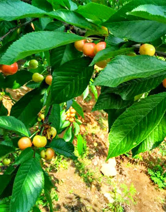 红灯樱桃苗种植批发基地