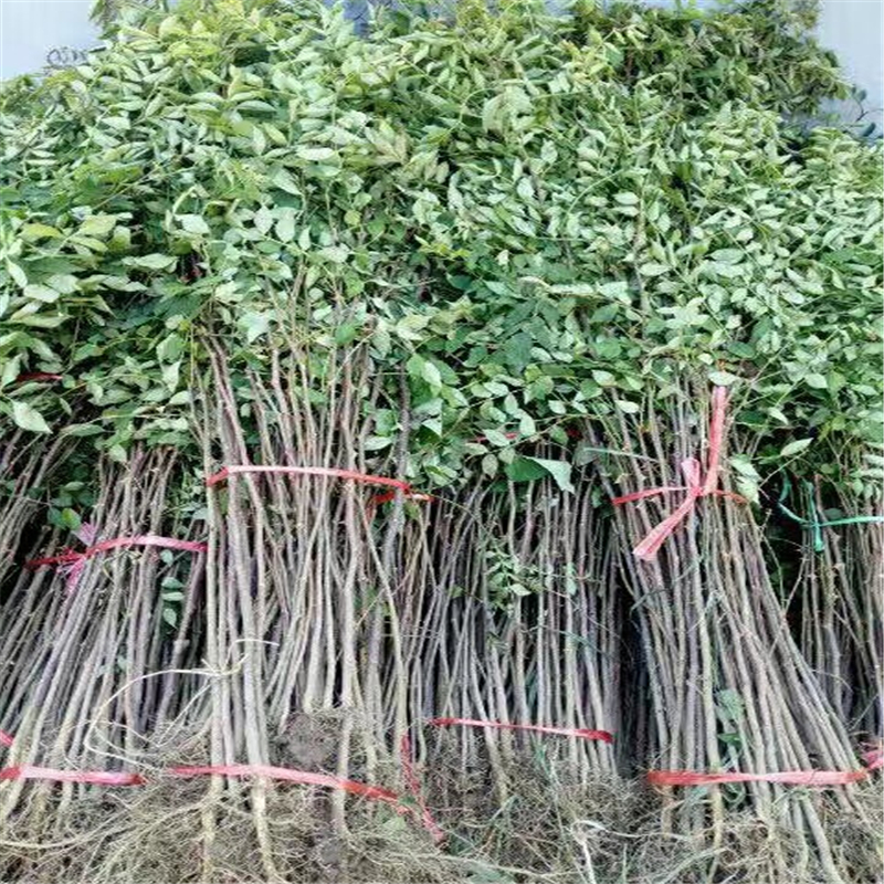 花椒苗 花椒樹(shù)苗  吉林省花椒苗價(jià)格  花椒苗新品種簽訂合同