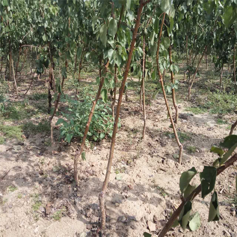 杏樹苗圖片/杏樹苗樣板圖 (1)