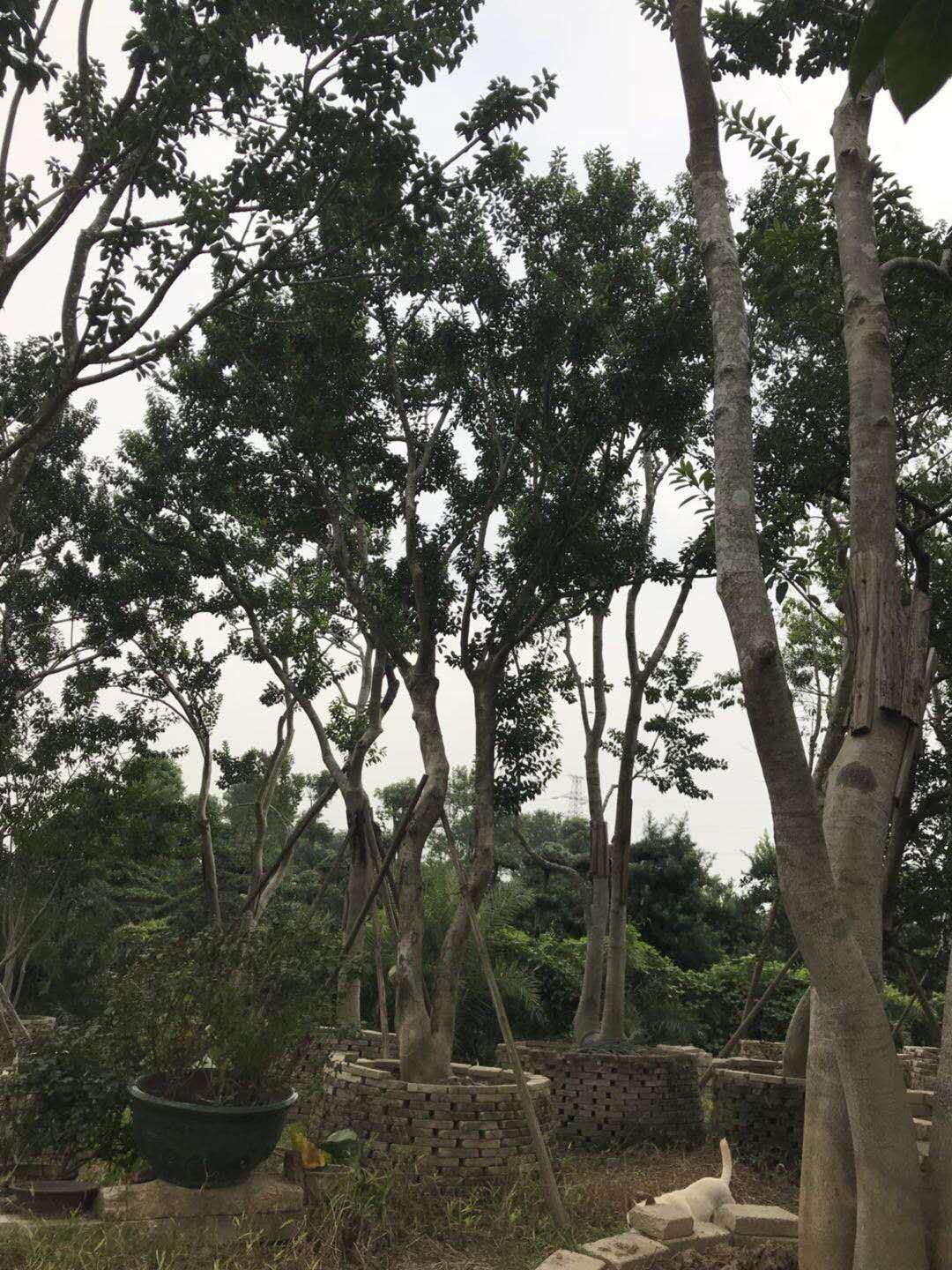 叢生鐵冬青批發(fā)報(bào)價(jià)圖片