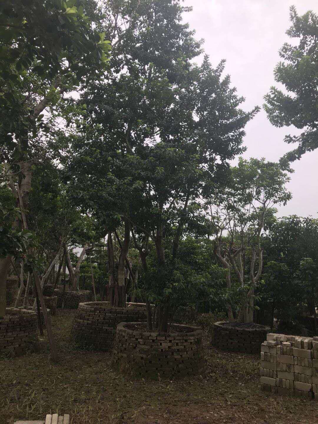 鐵冬青-鐵冬青基地鐵-冬青批發(fā)-鐵冬青價格-廣東單桿鐵冬青