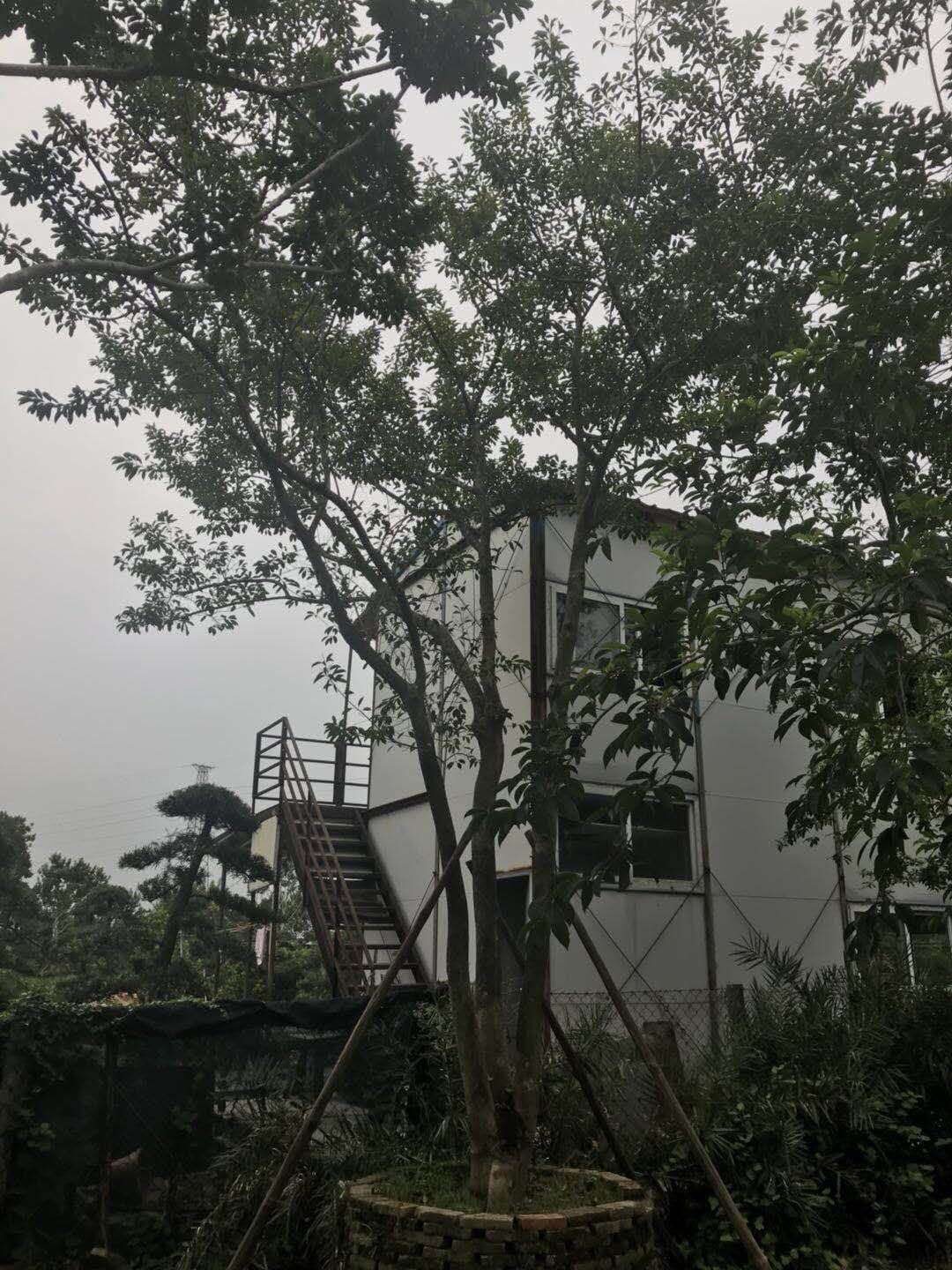 鐵冬青圖片/鐵冬青樣板圖 (2)