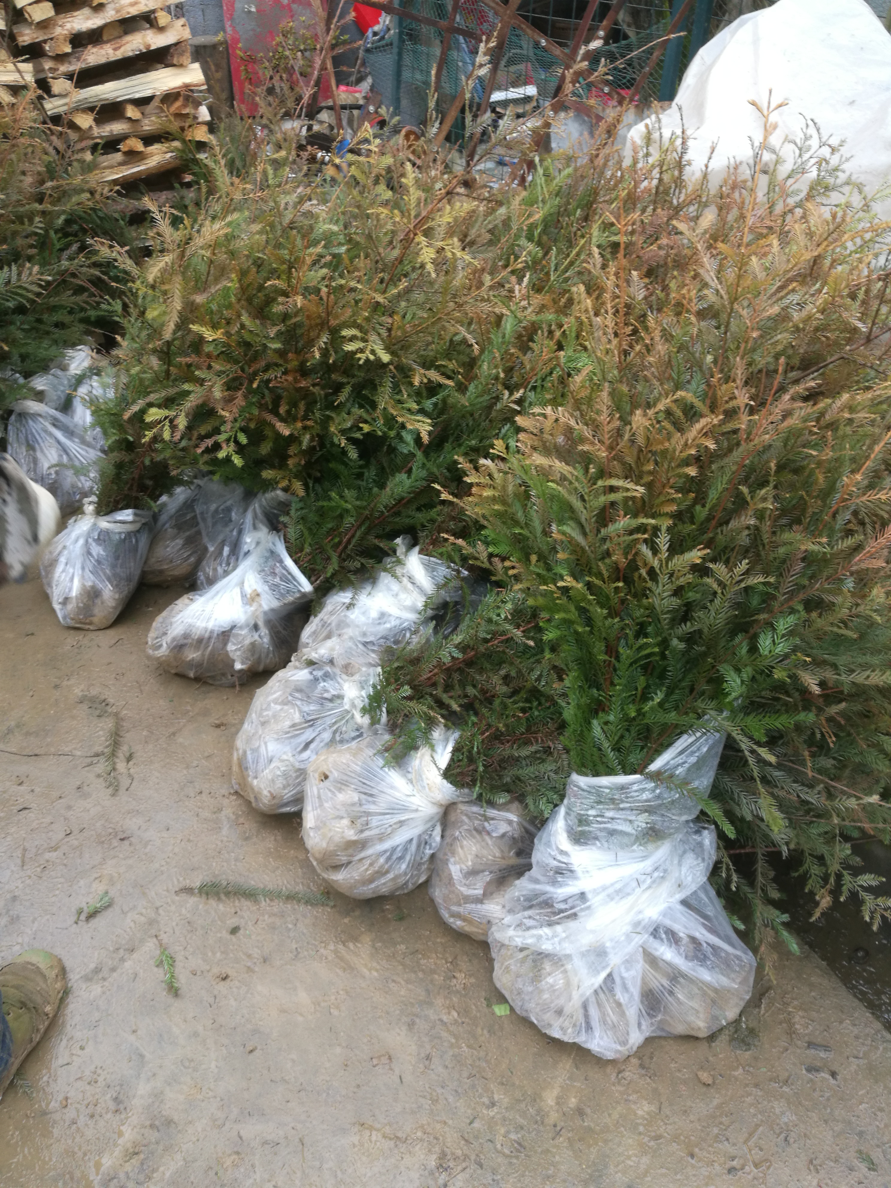 紅杉圖片/紅杉樣板圖 (4)