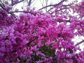 叢生紫荊圖片/叢生紫荊樣板圖 (3)