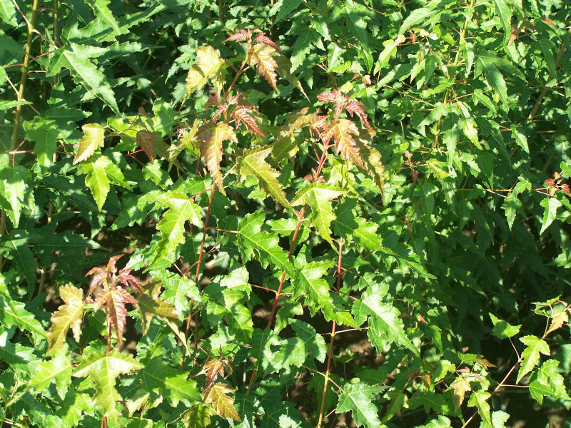 茶條槭圖片/茶條槭樣板圖 (3)