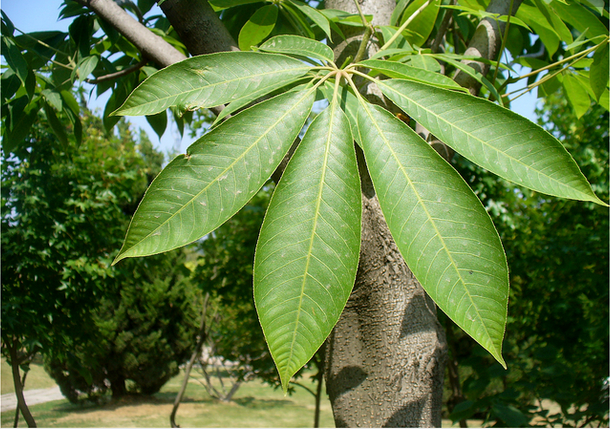 西安七葉樹 七葉樹 七葉樹批發(fā) 七葉樹供應(yīng)商 七葉樹大量出售 七葉樹價格