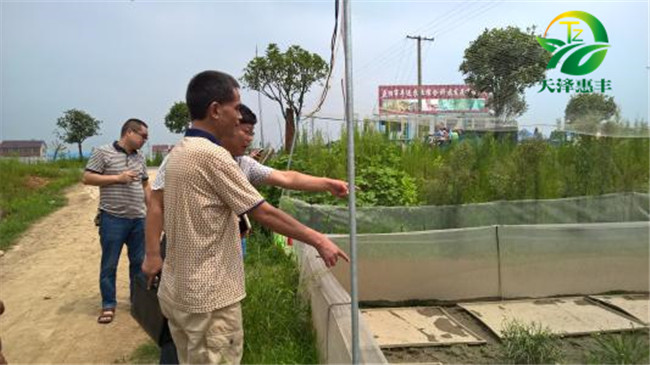 青蛙養(yǎng)殖圖片/青蛙養(yǎng)殖樣板圖 (4)