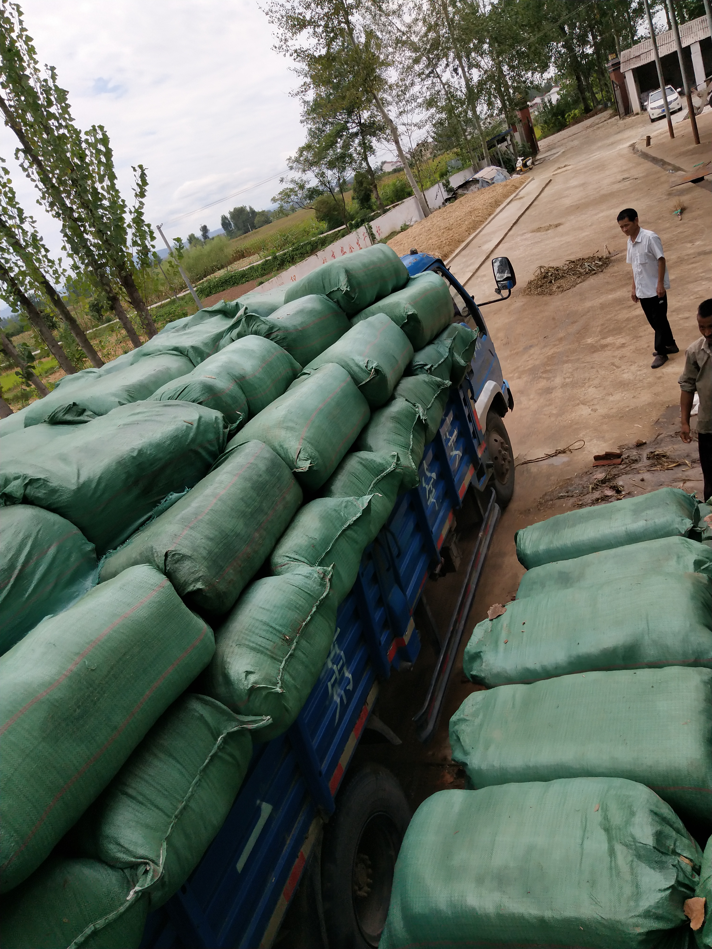陜西洋縣玉米秸稈青飼料圖片/陜西洋縣玉米秸稈青飼料樣板圖 (4)