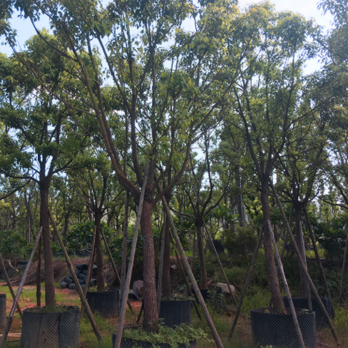 香樟樹苗批發(fā) 香樟樹苗基地 香樟樹苗供應(yīng)商 直銷香樟樹苗 香樟樹苗多少錢