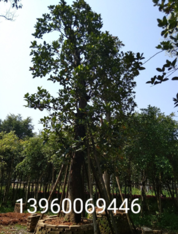 菠蘿蜜樹(shù)苗圖片/菠蘿蜜樹(shù)苗樣板圖 (2)