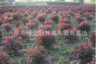 密枝紅葉李圖片/密枝紅葉李樣板圖 (4)