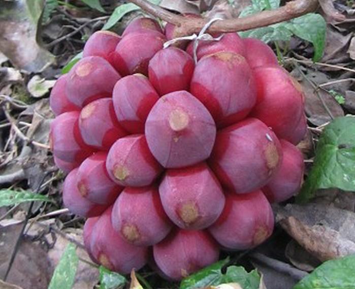 基地供應(yīng)布福娜長壽果特色種植技術(shù)栽培