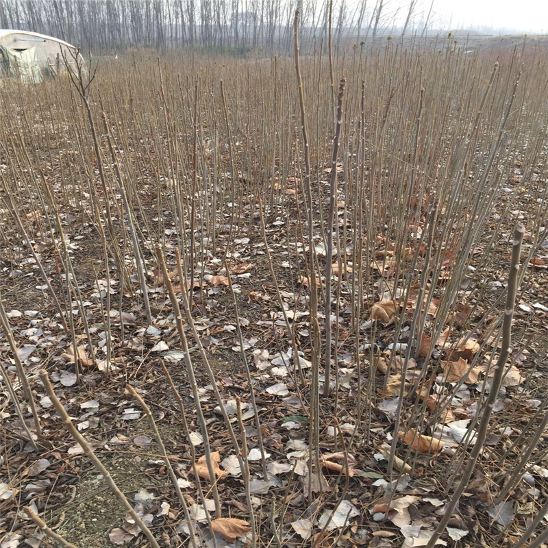 食用香椿苗圖片/食用香椿苗樣板圖 (4)