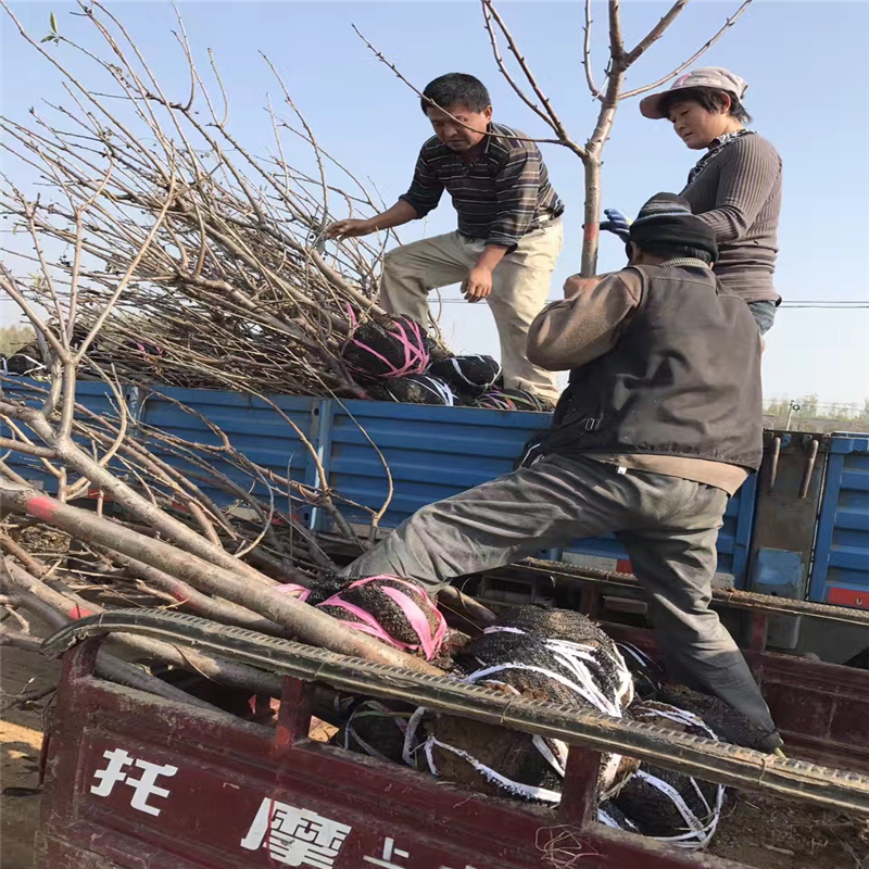 車?yán)遄訖烟颐缭耘嗉夹g(shù)  南京車?yán)遄訖烟颐鐖?bào)價(jià)