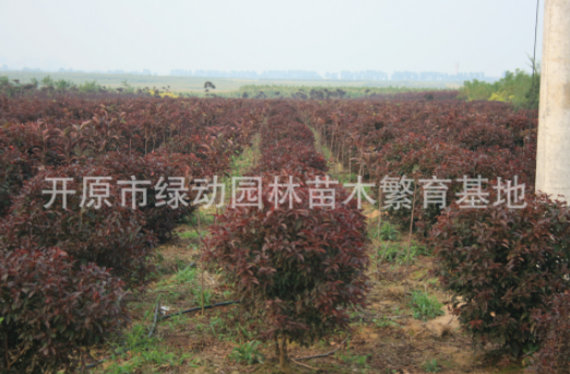 供應密枝紅葉李球 直銷密枝紅葉李球 出售密枝紅葉李球 密枝紅葉李球報價 密枝紅葉李球基地