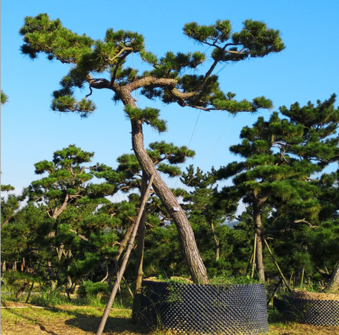 福建黑松造型樹苗 黑松造型樹苗批發(fā) 黑松造型樹苗報價 黑松造型樹苗供應(yīng)商 黑松造型樹苗供銷商