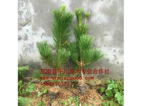供應(yīng)30公分黑松苗 直銷30公分黑松苗 30公分黑松苗基地 30公分黑松苗批發(fā) 30公報價分黑松苗