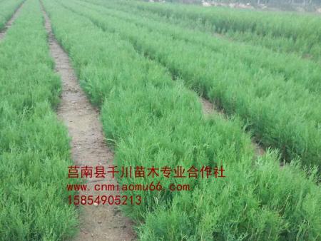 側(cè)柏苗圖片/側(cè)柏苗樣板圖 (4)