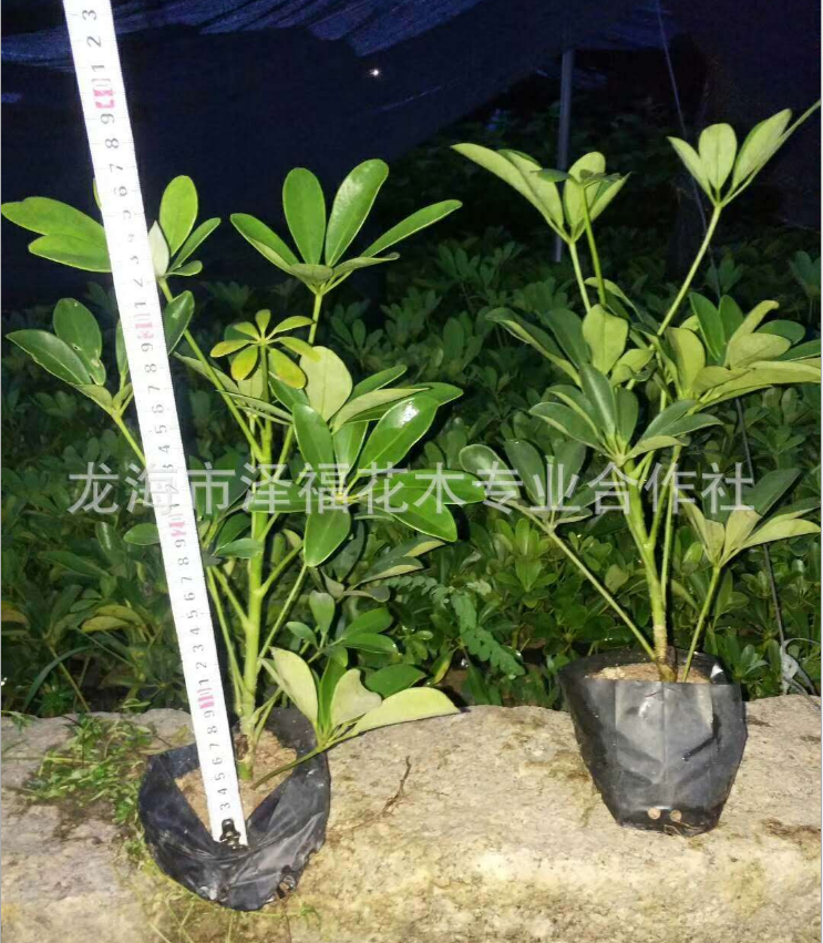 花卉市場 鴨腳木盆栽地栽圖片/花卉市場 鴨腳木盆栽地栽樣板圖 (3)