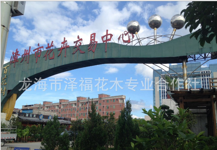 花卉市場 鴨腳木盆栽地栽圖片/花卉市場 鴨腳木盆栽地栽樣板圖 (4)