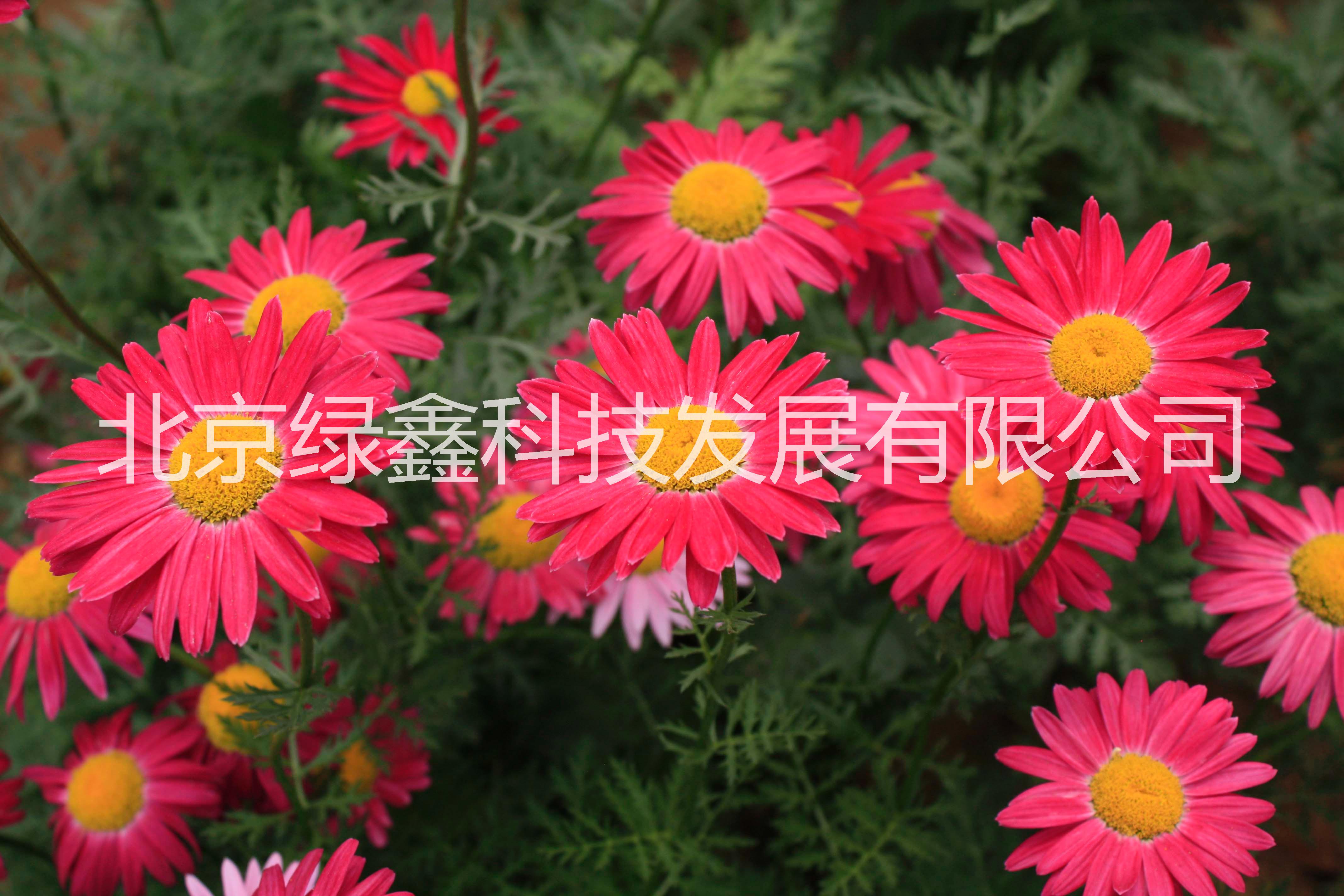 供應(yīng)LVXIN牌除蟲菊花種