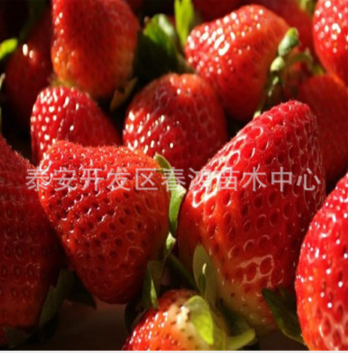 草莓苗圖片/草莓苗樣板圖 (2)