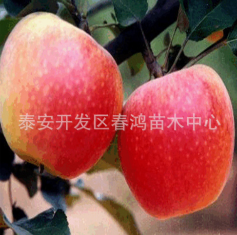 蘋果苗圖片/蘋果苗樣板圖 (1)