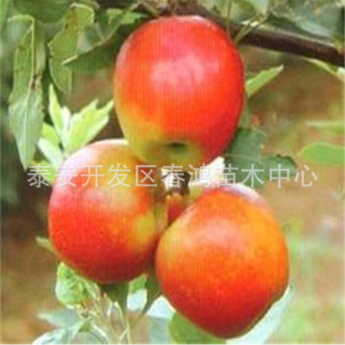 供應(yīng)短枝蘋果樹苗 直銷短枝蘋果樹苗 蘋果苗繁育基地 嫁接蘋果苗 紅富士蘋果苗