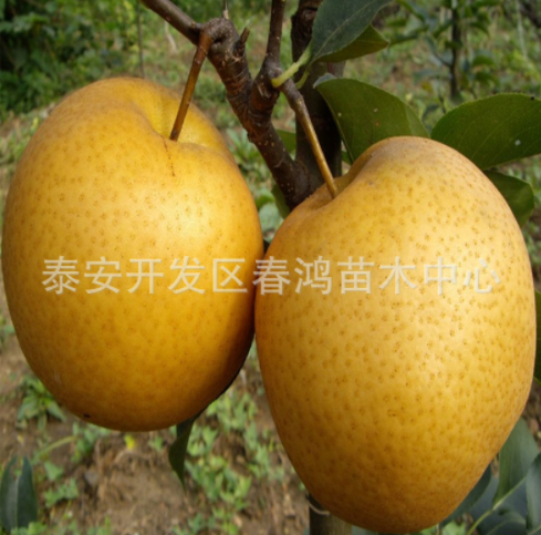 綠梨樹苗圖片