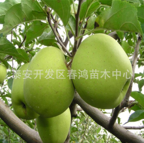 矮化蘋果樹圖片