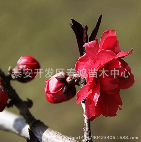 紅葉碧桃小苗圖片/紅葉碧桃小苗樣板圖 (2)