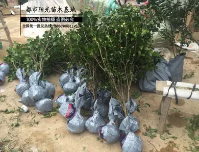 五彩茶花 彩茶花報(bào)價(jià) 五彩茶花批發(fā) 五彩茶花供應(yīng)商 五彩茶花哪家好 五彩茶花電話