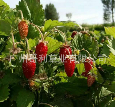 草莓種子圖片/草莓種子樣板圖 (3)