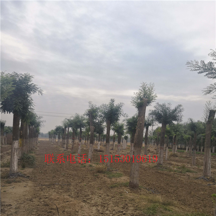 國槐種植基地圖片/國槐種植基地樣板圖 (4)