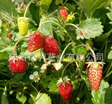 草莓種子 草莓種子報價 草莓種子批發(fā) 草莓種子供應商 草莓種子哪家好 草莓種子電話