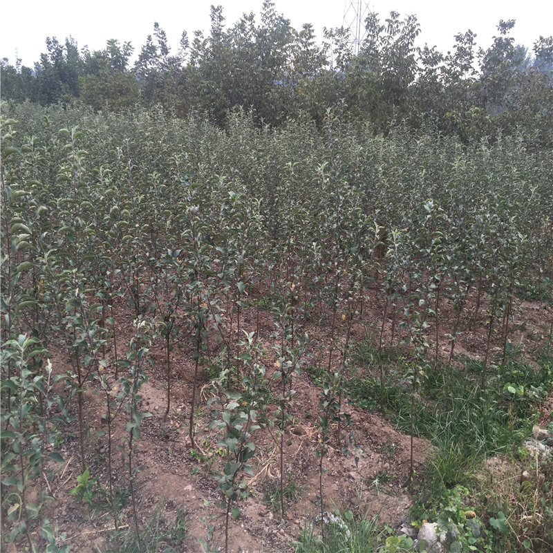 煙富蘋果苗多少錢一株  湖南省煙富蘋果苗報(bào)價(jià)