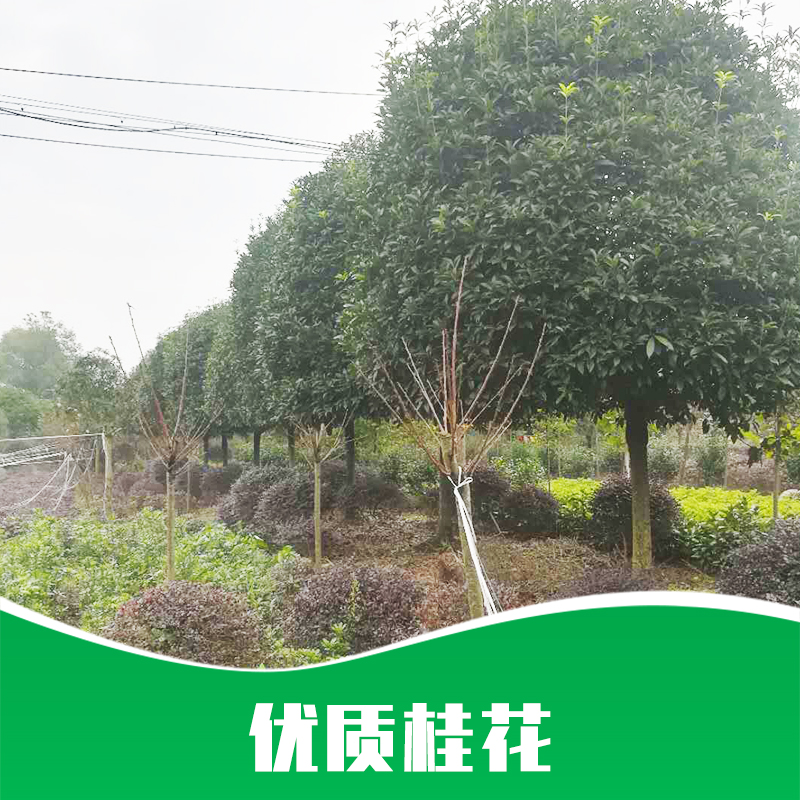 貴州桂花圖片/貴州桂花樣板圖 (3)