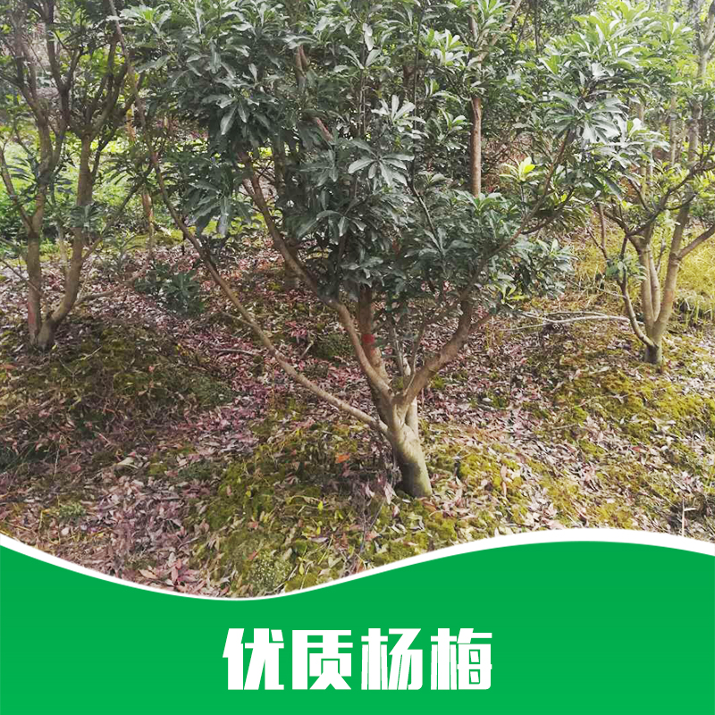 貴州楊梅圖片