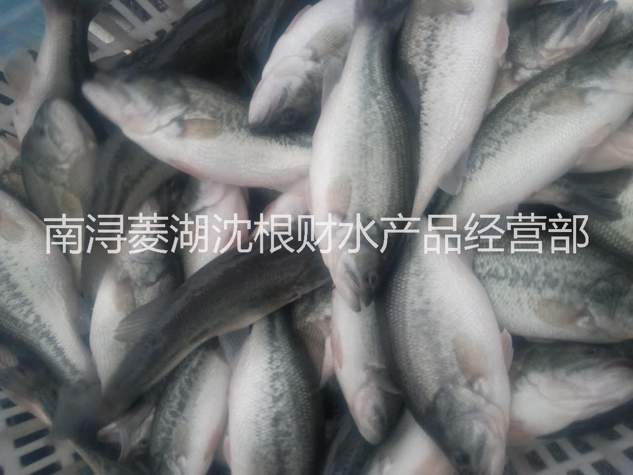 【釣魚場】 8兩-3斤 鱸魚 加州鱸魚 鱸魚 0.5-1.3斤 0.8-1.5斤 鱸魚 0.5-1.5斤