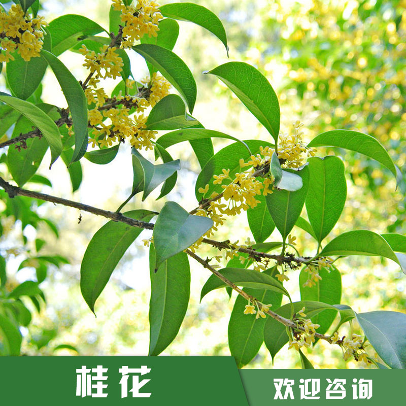 海南桂花銷售