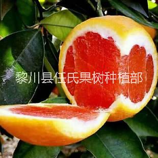 紅肉臍橙圖片/紅肉臍橙樣板圖 (2)