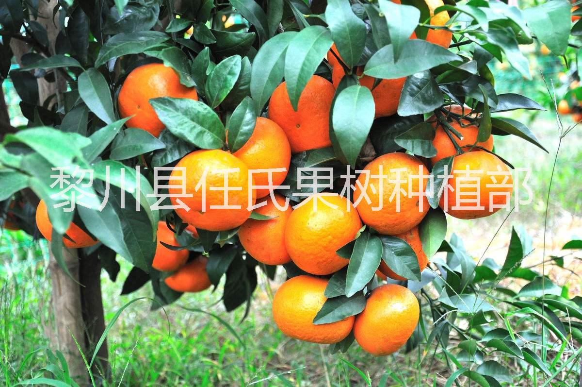 柑橘苗圖片/柑橘苗樣板圖 (2)