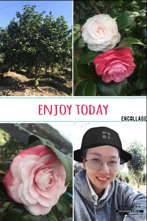 十八學(xué)士大茶樹(shù)圖片