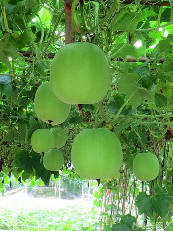 農(nóng)業(yè)開(kāi)發(fā)圖片/農(nóng)業(yè)開(kāi)發(fā)樣板圖 (4)